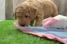 Mini Goldendoodle Puppy for Adoption