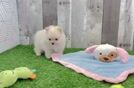 Pomeranian Puppy for Adoption