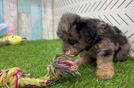 Poochon Pup Being Cute