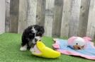 Mini Bernedoodle Puppy for Adoption