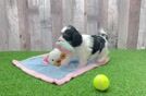 Cavachon Puppy for Adoption