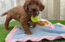 Happy Mini Goldendoodle Baby