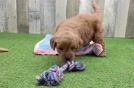 Friendly Mini Goldendoodle Baby