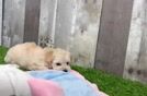 Fluffy Maltipoo Poodle Mix Pup