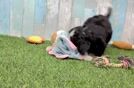 Energetic Mini Bernesedoodle Poodle Mix Puppy