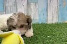 Cavachon Puppy for Adoption