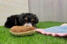 Fluffy Mini Bernedoodle Poodle Mix Pup