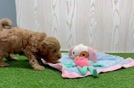 Meet Elon - our Mini Goldendoodle Puppy Video
