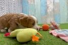 Cavapoo Pup Being Cute