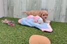 Meet Red - our Cavapoo Puppy Video