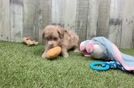 Playful Mini Aussiepoodle Poodle Mix Puppy