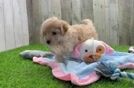 Meet Hillary - our Maltipoo Puppy Video