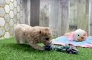 Adorable Moodle Poodle Mix Puppy