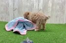 Energetic Toy Poodle Purebred Puppy