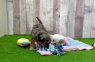 Little Cavipoo Poodle Mix Puppy