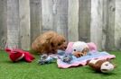 Petite Mini Goldendoodle Poodle Mix Pup