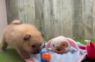 Best Pomeranian Baby