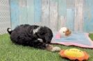 Adorable Bernese Doodle Poodle Mix Puppy
