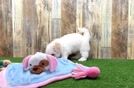 Meet Taz - our Havanese Puppy Video