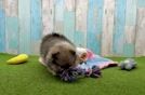Akc Registered Pomeranian Purebred Pup