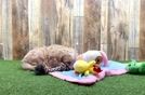 Meet Gia - our Maltipoo Puppy Video