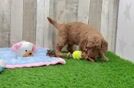 Meet Denny - our Mini Goldendoodle Puppy Video