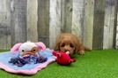 Meet Perry - our Mini Goldendoodle Puppy Video