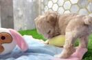 Playful Malt Oodle Poodle Mix Puppy