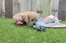 Maltipoo Puppy for Adoption