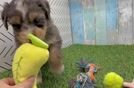 Mini Bernedoodle Pup Being Cute