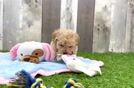 Best Maltipoo Baby