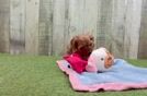 Cavapoo Puppy for Adoption