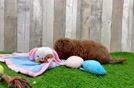 Mini Goldendoodle Puppy for Adoption