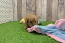 Cavapoo Puppy for Adoption