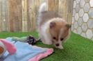 Pomeranian Puppy for Adoption