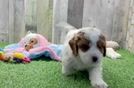 Funny Cavapoo Poodle Mix Pup