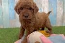 Mini Goldendoodle Pup Being Cute