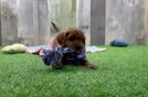 Cavapoo Puppy for Adoption