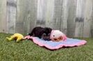 Aussiechon Pup Being Cute