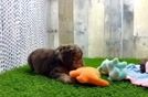 Cockapoo Puppy for Adoption
