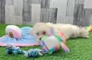 Maltipoo Pup Being Cute