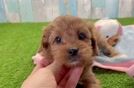 Small Cavapoo Baby