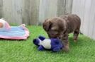 Best Shih Poo Baby