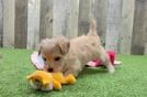 Cute Maltipoo Baby