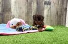 Akc Registered Poodle Purebred Pup