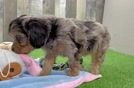 Cavapoo Pup Being Cute