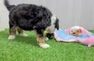 Meet Fable - our Mini Bernedoodle Puppy Video