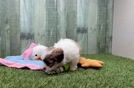 Teddy Bear Puppy for Adoption