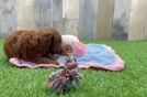 Best Poodle Baby