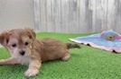 Morkie Puppy for Adoption